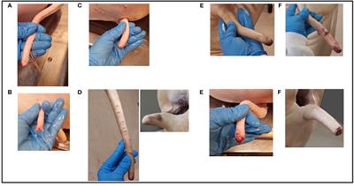 Intact Tails as a Welfare Indicator in Finishing Pigs? Scoring of Tail Lesions and Defining Intact Tails in Undocked Pigs at the Abattoir